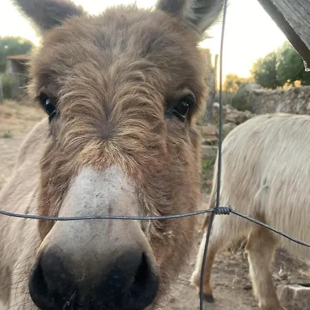 Stazzu Pittorra Hébergement de vacances Barrabisa