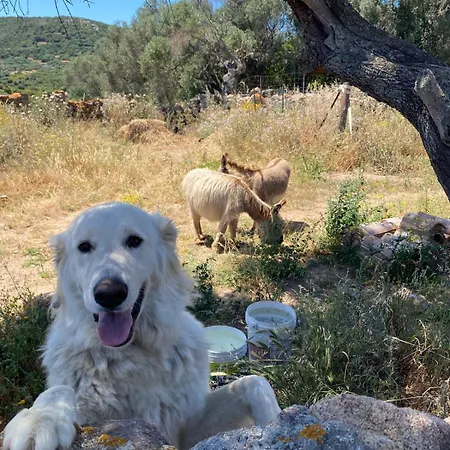 Stazzu Pittorra * Barrabisa